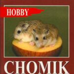 Chomik Roborowskiego