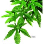 Hagen Exo Terra Abutilon 55/20cm