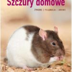 Szczury domowe. Hodowla